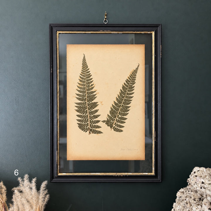 Antique Framed Fern Herbarium | Large Glass Black Frame | Circa 1890