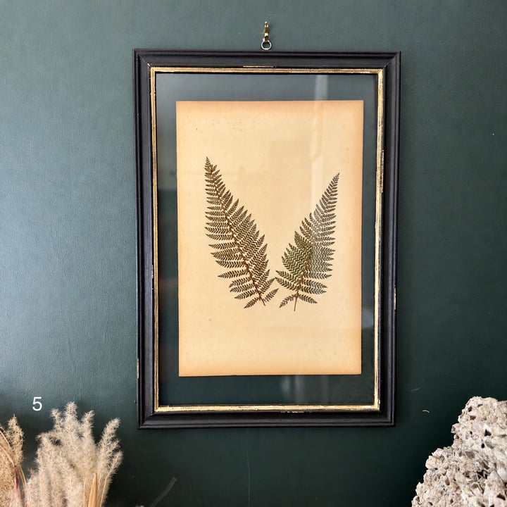 Antique Framed Fern Herbarium | Large Glass Black Frame | Circa 1890