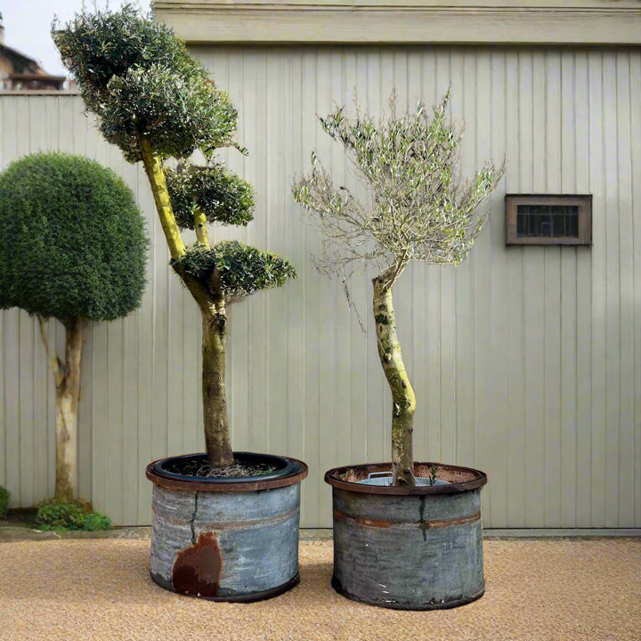 Vintage Round Galvanised Olive Tree Planter