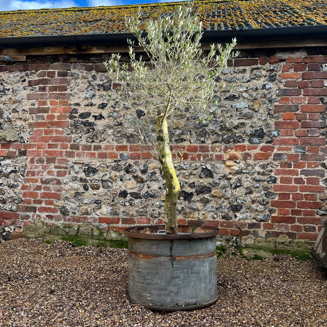 Vintage Round Galvanised Olive Tree Planter