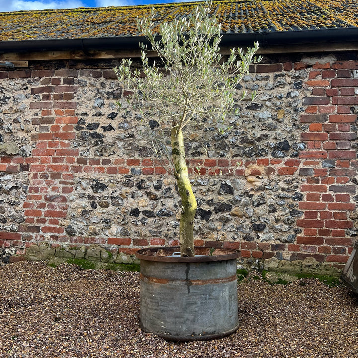 Vintage Round Galvanised Olive Tree Planter