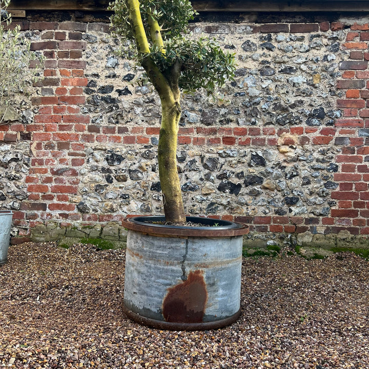 Vintage Round Galvanised Olive Tree Planter
