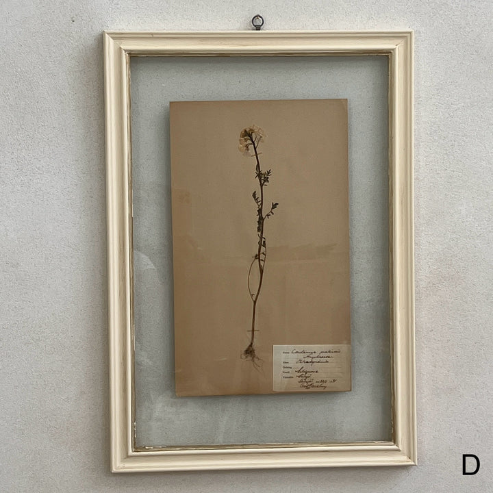 White Framed Botanical | Vintage Pressed Flower Artwork