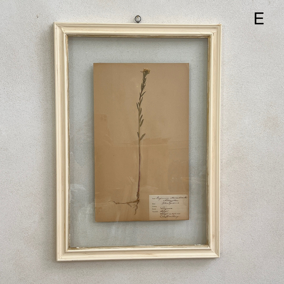 White Framed Botanical | Vintage Pressed Flower Artwork