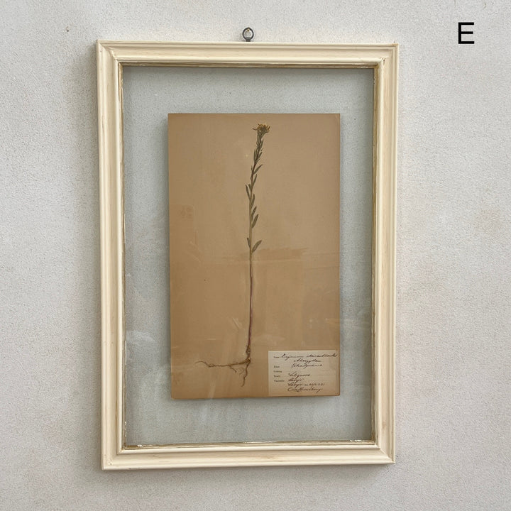 White Framed Botanical | Vintage Pressed Flower Artwork