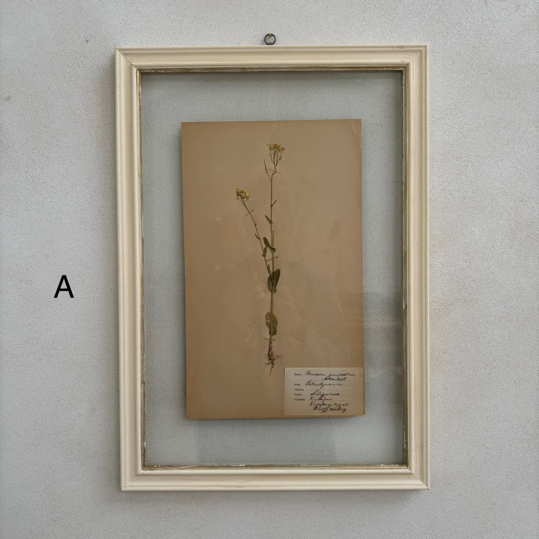 White Framed Botanical | Vintage Pressed Flower Artwork A