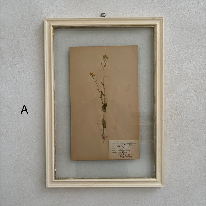 White Framed Botanical | Vintage Pressed Flower Artwork A