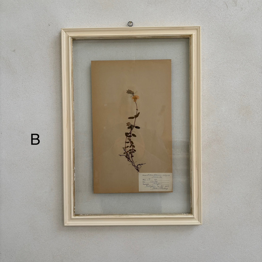 White Framed Botanical | Vintage Pressed Flower Artwork