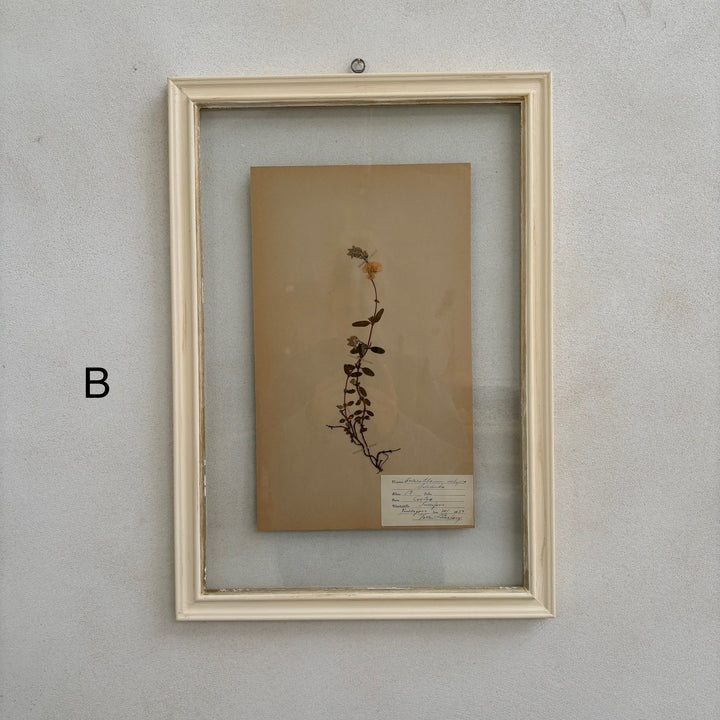 White Framed Botanical | Vintage Pressed Flower Artwork