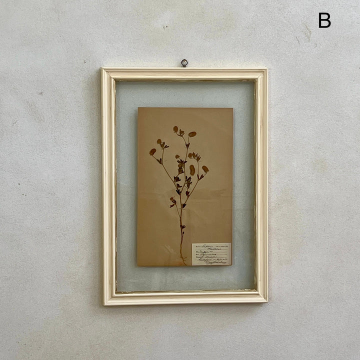 White Framed Botanical | Vintage Pressed Flower Artwork