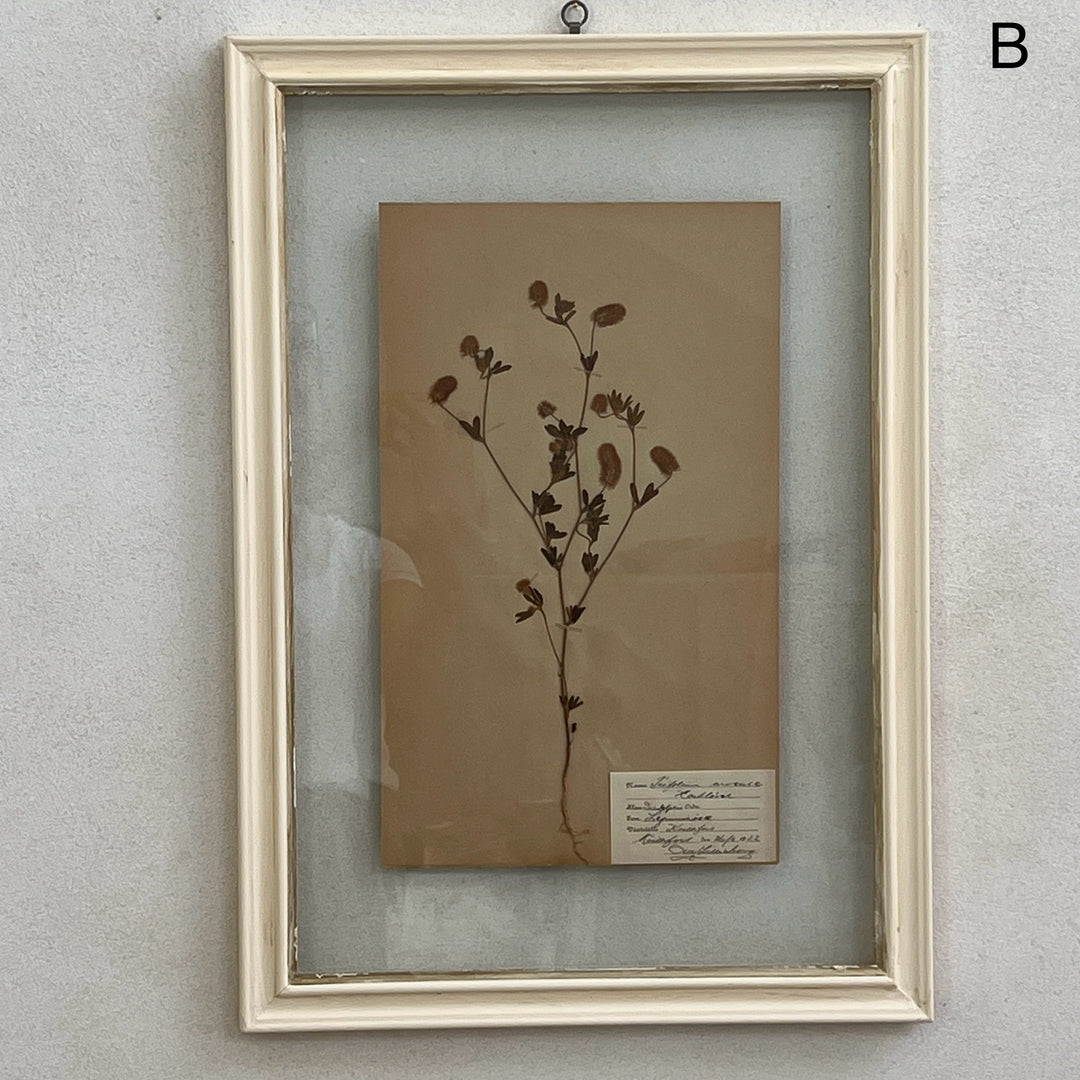 White Framed Botanical | Vintage Pressed Flower Artwork