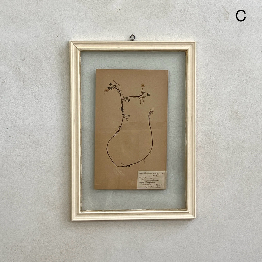 White Framed Botanical | Vintage Pressed Flower Artwork