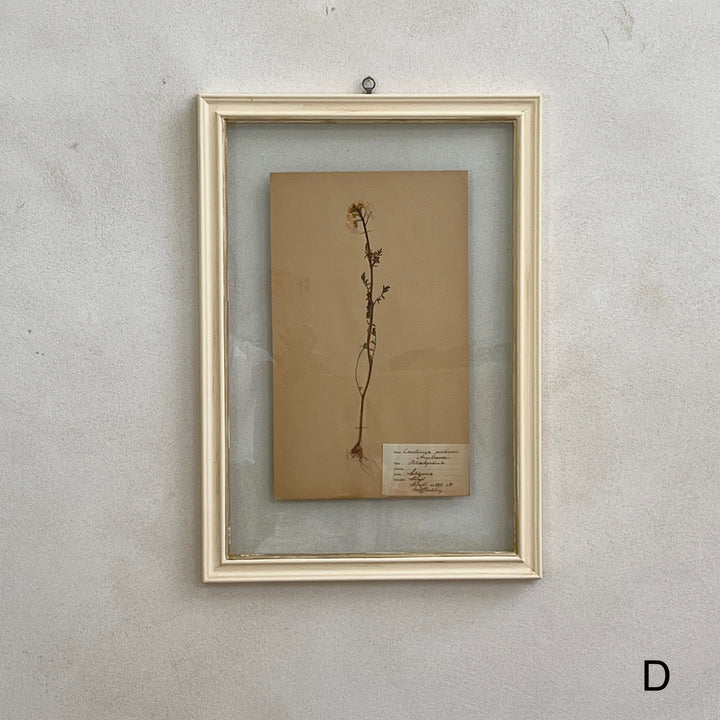 White Framed Botanical | Vintage Pressed Flower Artwork