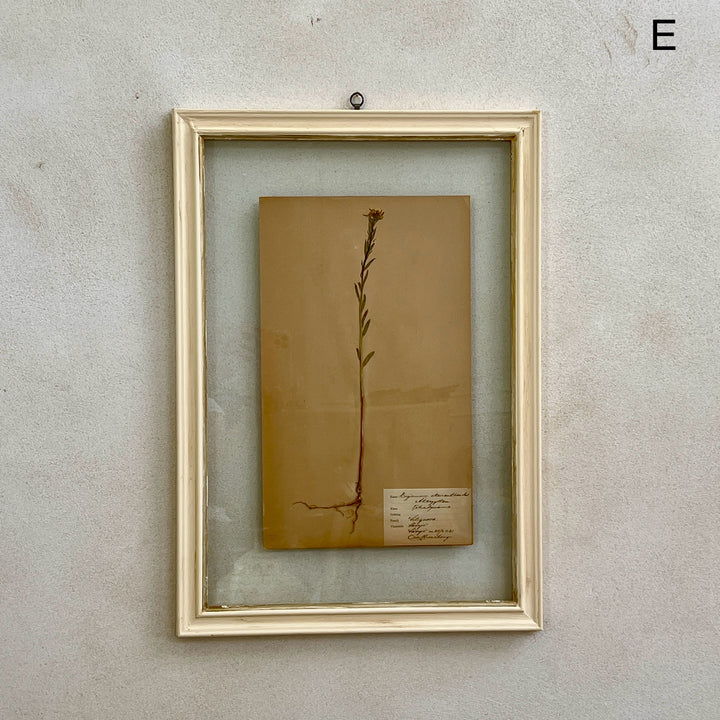 White Framed Botanical | Vintage Pressed Flower Artwork