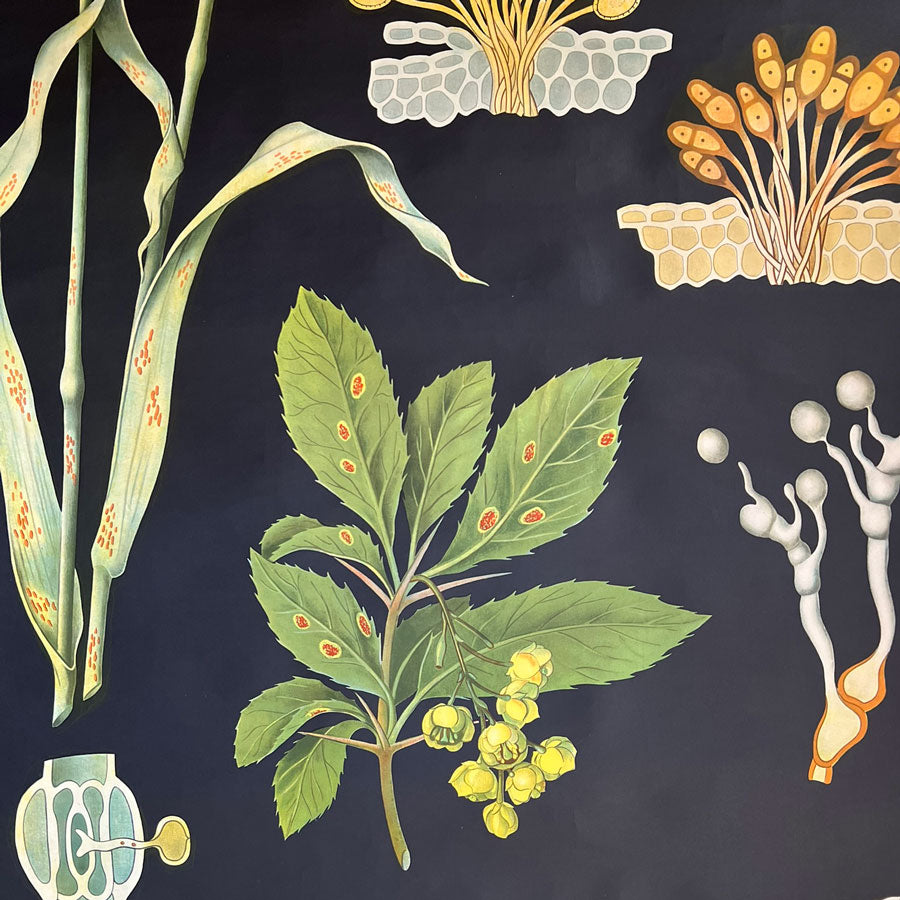 Vintage Botanical Teaching Aid B