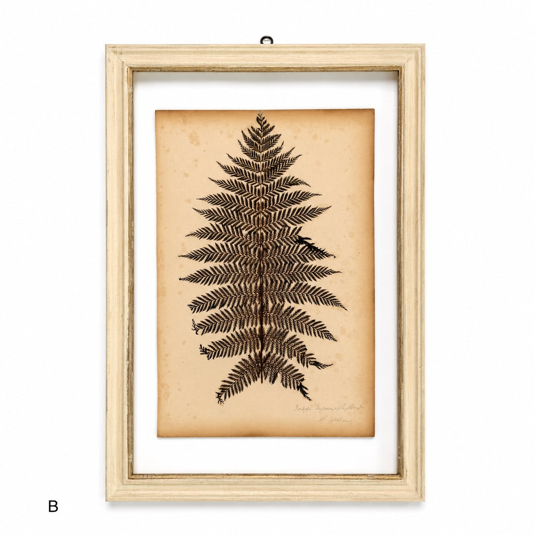 Antique Framed Fern Herbarium | Glass White Frame