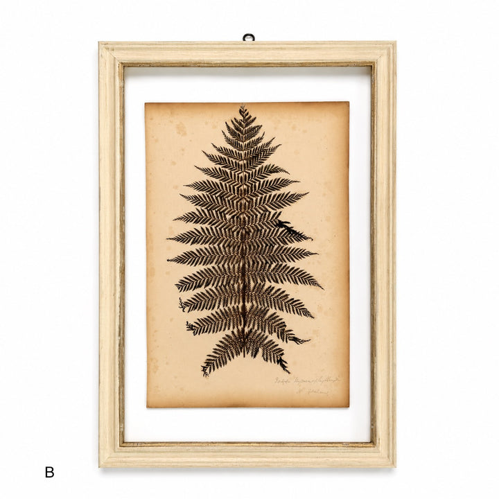 Antique Framed Fern Herbarium | Glass White Frame