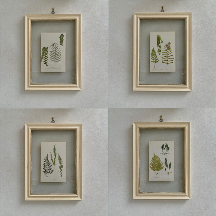 Antique White Framed Fern Print | Botany