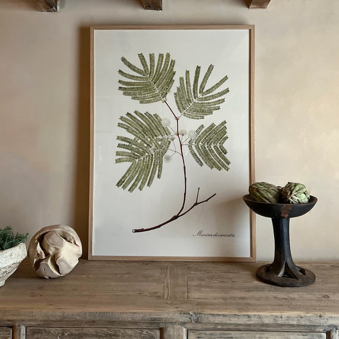 Extra Large Botanical Artwork | Mimosa Divaricata