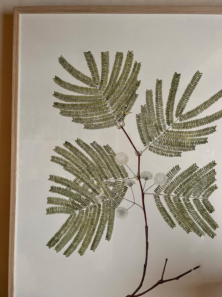 Extra Large Botanical Artwork | Mimosa Divaricata