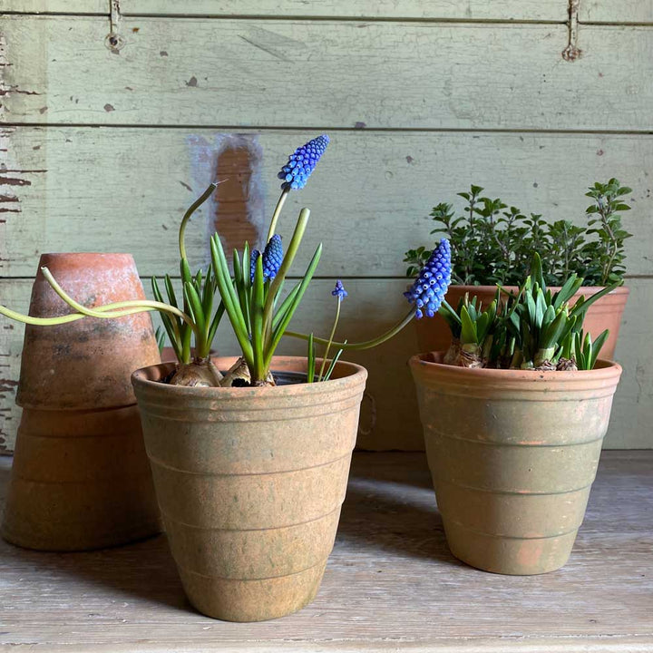 Ridged terracotta garden pot | Medium