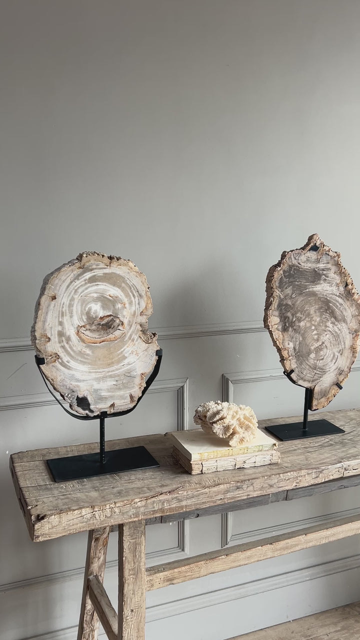 Petrified Wood on Stand