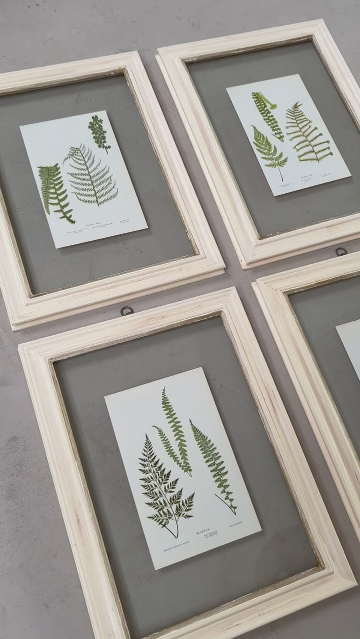 Antique White Framed Fern Print | Botany