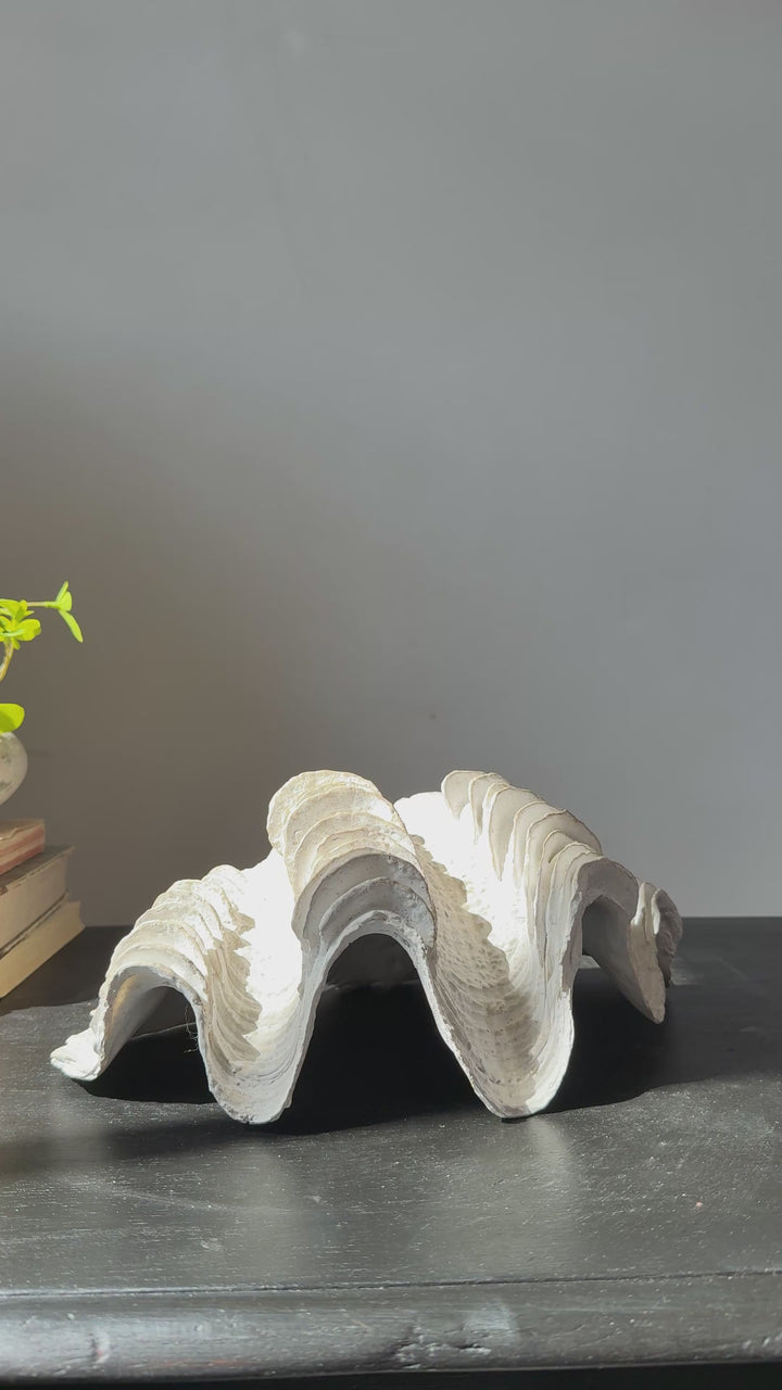 Decorative White Clam Shell