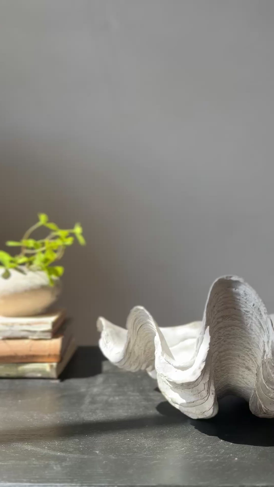 Decorative White Clam Shell