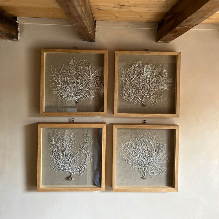 Vintage white sea fan oak | Linen