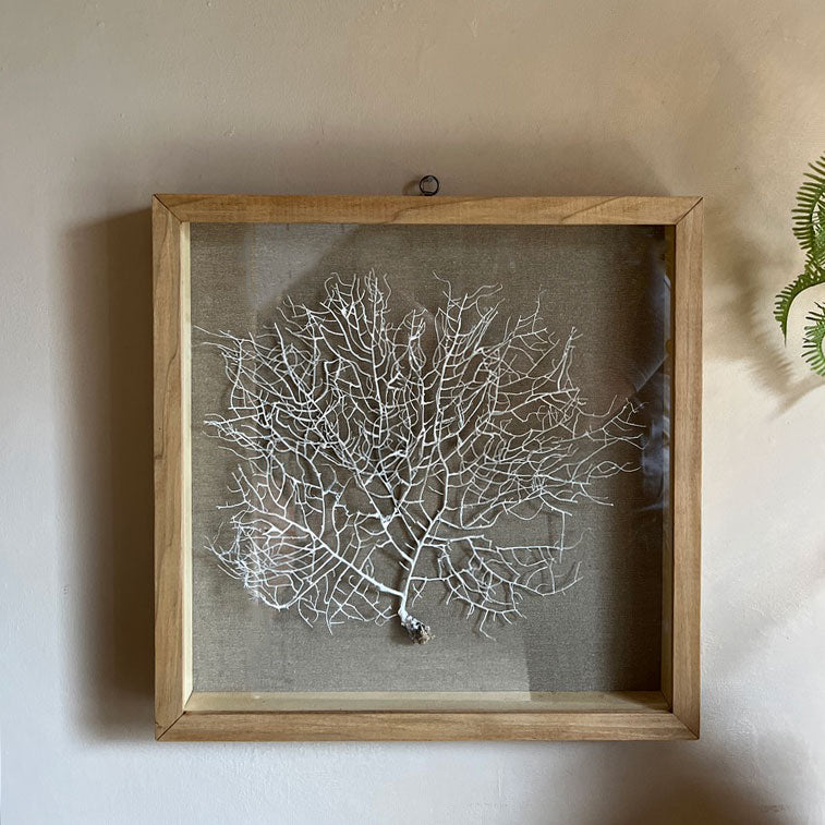 Vintage white sea fan oak | Linen