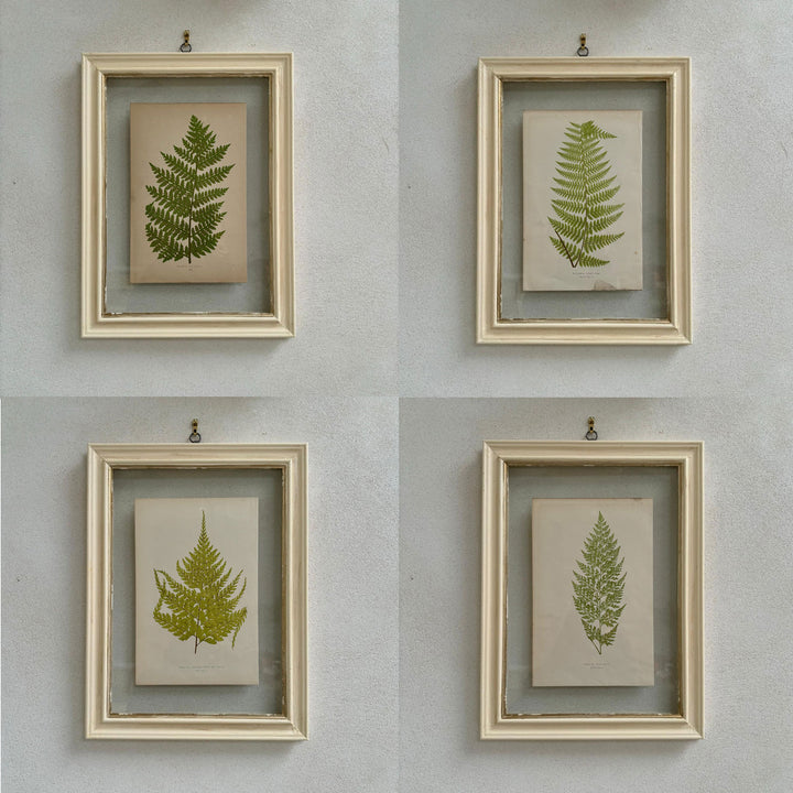 Antique White Framed Fern Print